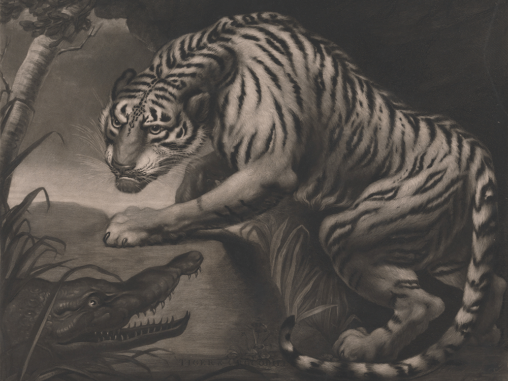 an etching depicting a tiger and a crocodile, facing off