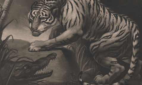 an etching depicting a tiger and a crocodile, facing off