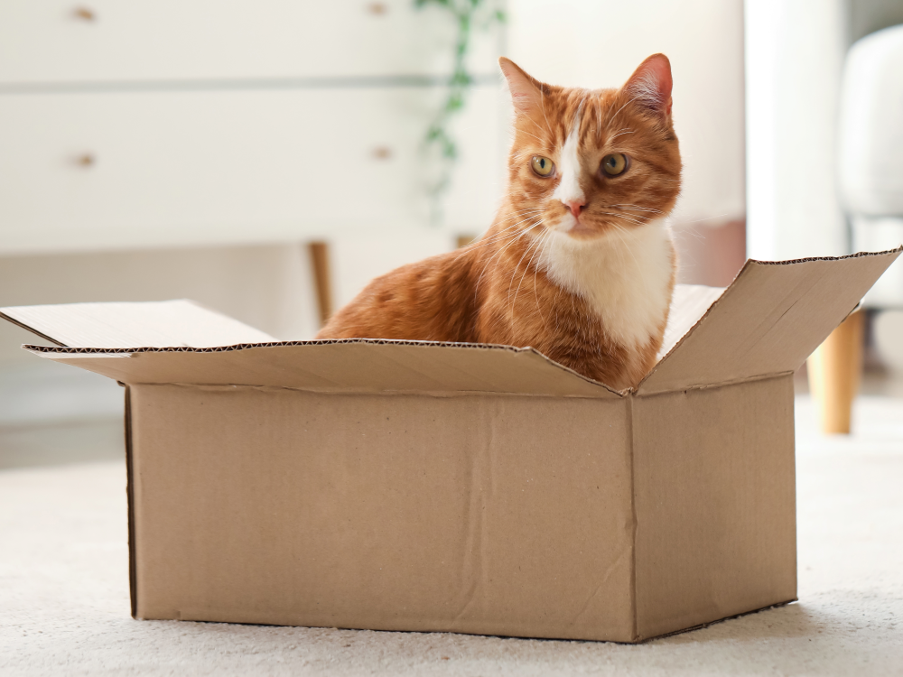 An orange cat sits in a cardboard box