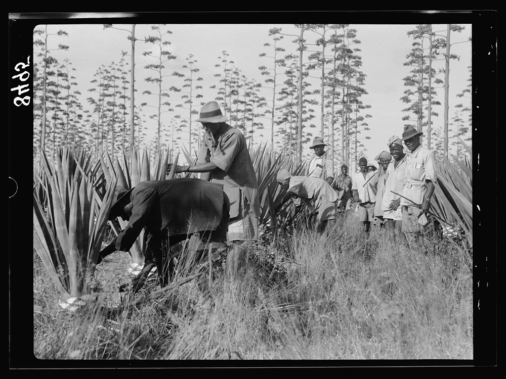 A photograph of Black African agricultural workers cutting sisal in Kenya, 1936. 