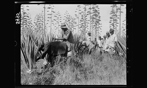 A photograph of Black African agricultural workers cutting sisal in Kenya, 1936. 