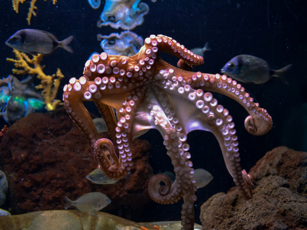 Photograph of a brown octopus showing the bottoms of its tentacles, with fish swimming in the background 