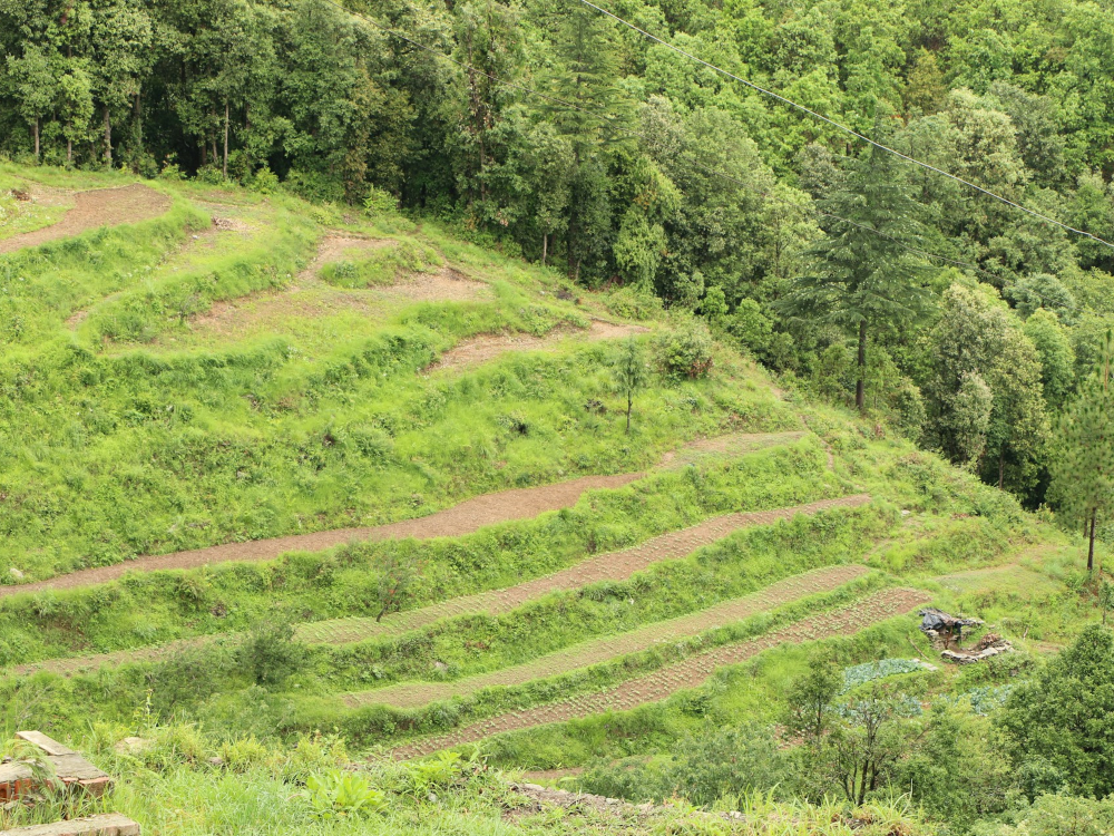 Green plants growing in terraced beds along a hillside.